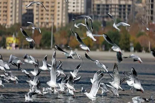 صدور مجوز شکار پرندگان در اصفهان به‌خاطر آنفلوآنزای پرندگان به طور کامل متوقف شد!