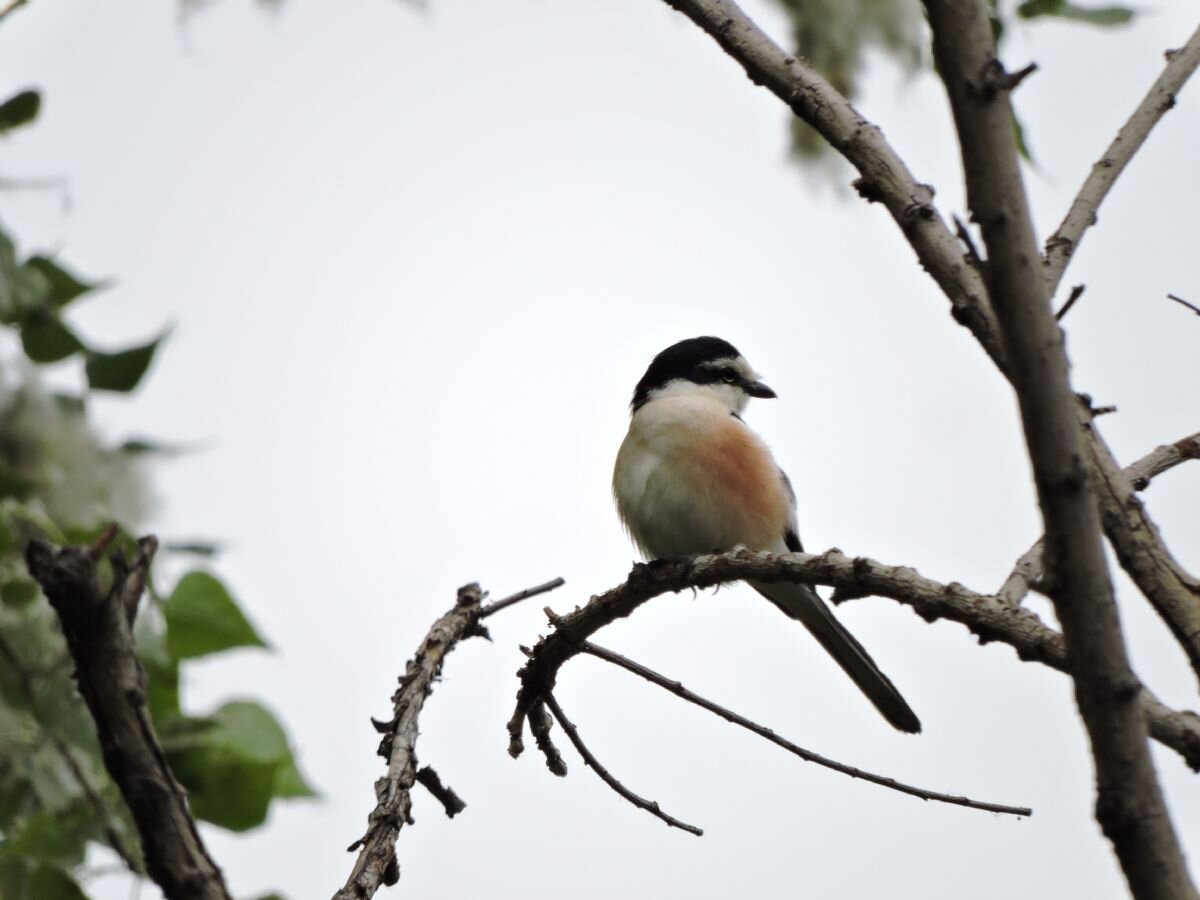 پرنده‌نگری در آسمان تهران