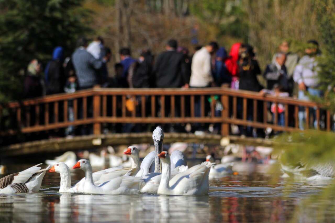 پرنده‌نگری در آسمان تهران