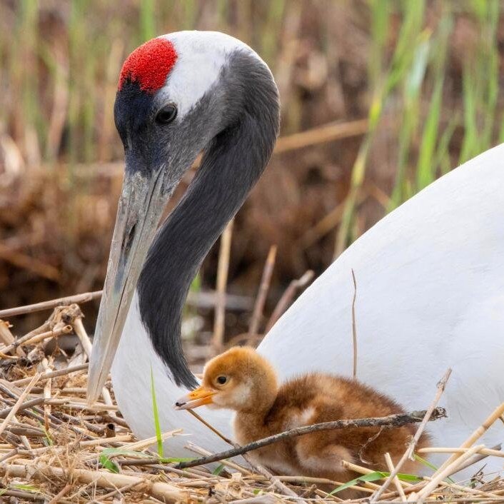 پرنده‌نگری در آسمان تهران