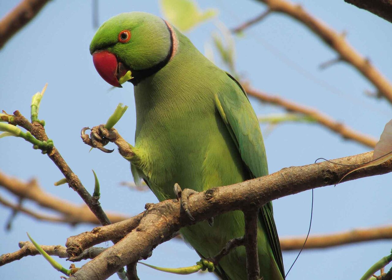 پرنده‌نگری در آسمان تهران
