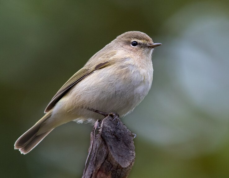 پرنده‌نگری در آسمان تهران