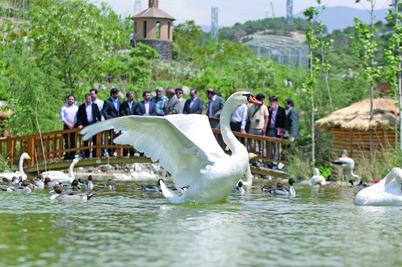 پرنده‌نگری در آسمان تهران