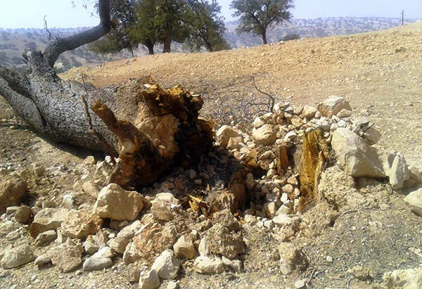 دستگاه قضائی با قطع‌کنندگان غیرمجاز درختان بندپی بابل چگونه برخورد کرد؟