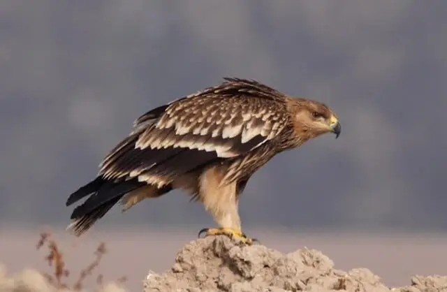 شکار هیجان‌انگیز عقاب طلایی از پهپاد خبرگزاری صداوسیما در آسمان خراسان شمالی!