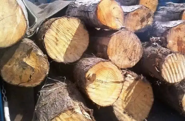 کشف ۲ تن چوب تاغ جنگلی قاچاق به ارزش میلیاردی در برخوار؛ پرونده در دسترس پلیس