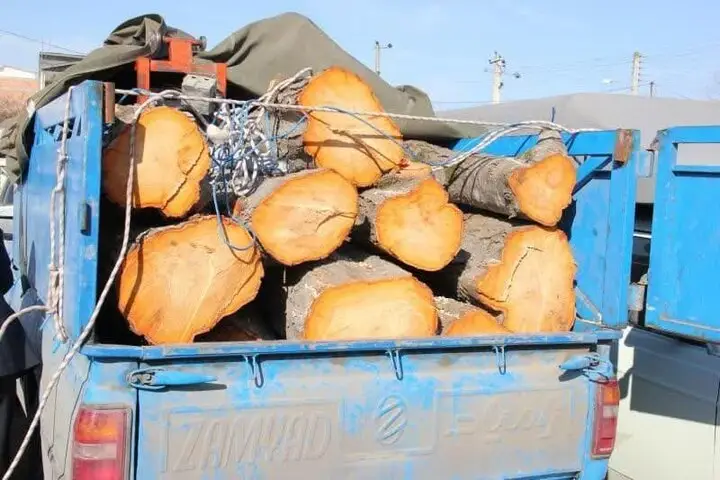 کشف محموله قاچاق چوب راش، ضربه‌ای به قاچاقچیان جنگل‌های هیرکانی در آمل