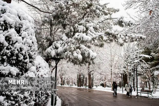 سقوط ۱۱۱ درخت در مشهد؛ بارش برف چگونه معابر شهر را تهدید کرد؟