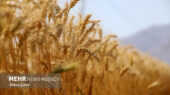 هشدار حائری درباره کاهش نگران‌کننده تولید گندم دیم در زنجان؛ بارش پاییزه حیاتی است!