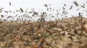 بوشهر در حالت آماده‌باش؛ آیا ملخ‌های صحرایی تهدید جدید کشاورزی ما هستند؟