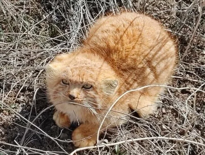 شکار لحظه‌ای گربه پالاس نادر در دل کوهستان شیرکوه یزد!