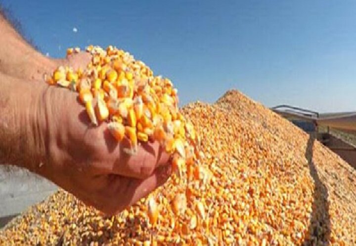 ذرت‌های خریداری‌شده به‌زودی در مرغداری‌ها توزیع می‌شود؛ تحولی در تأمین نهاده‌های دامی