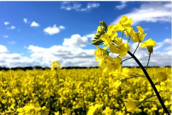 خاک حاصل‌خیز تا اقتصاد شکننده؛ کشاورزی ایلام چشم‌انتظار تحول راهبردی