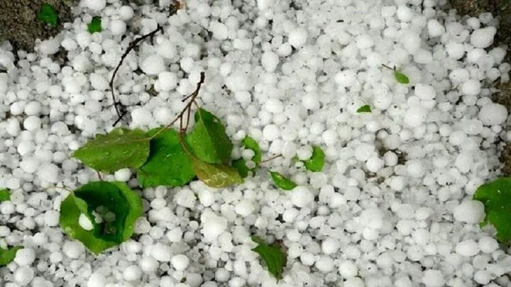 تگرگ سنگین چگونه مزارع کازرون را در ۳۰ دقیقه نابود کرد؟