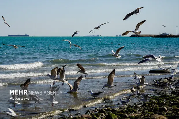شرکت ایرانی با روشی نوین، معضل محیط‌زیستی خلیج فارس را هدف گرفت!