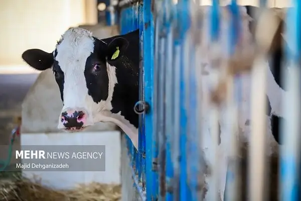 قیمت شیر خام به ۲۹۵۰۰ تومان رسید؛ دامداران مراقب گرانفروشی باشند!