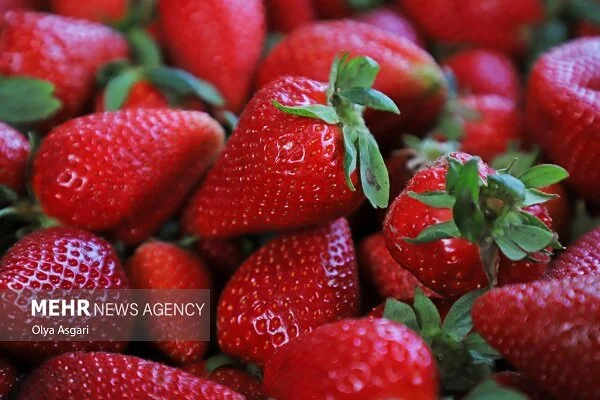 پیش بینی برداشت ۷۲۰۰ تن توت فرنگی در سیمرغ