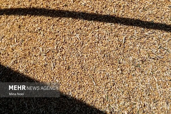 ورود نوزدهمین شناور حامل گندم به بندر شهید رجایی؛ رکورد تازه در واردات کالاهای اساسی!