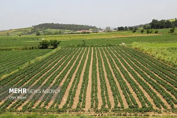 الزامی شدن استفاده از سامانه LFP در ثبت اسناد و جهاد کشاورزی؛ تحولی بزرگ در حفظ اراضی کشاورزی