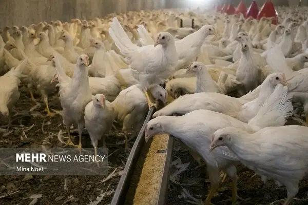 نهاده دامی؛ قطاری که در مسیر مدیریت اشتباه متوقف شد!