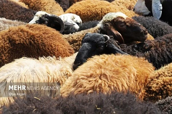 کشف محموله ۴.۸ میلیاردی دام قاچاق در دماوند؛ پلیس وارد عمل شد!