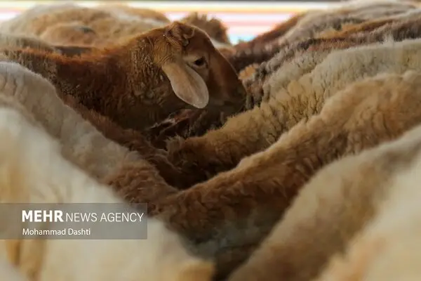 کشف محموله میلیاردی احشام قاچاق در سنقروکلیایی توسط مأموران کل‌سفید