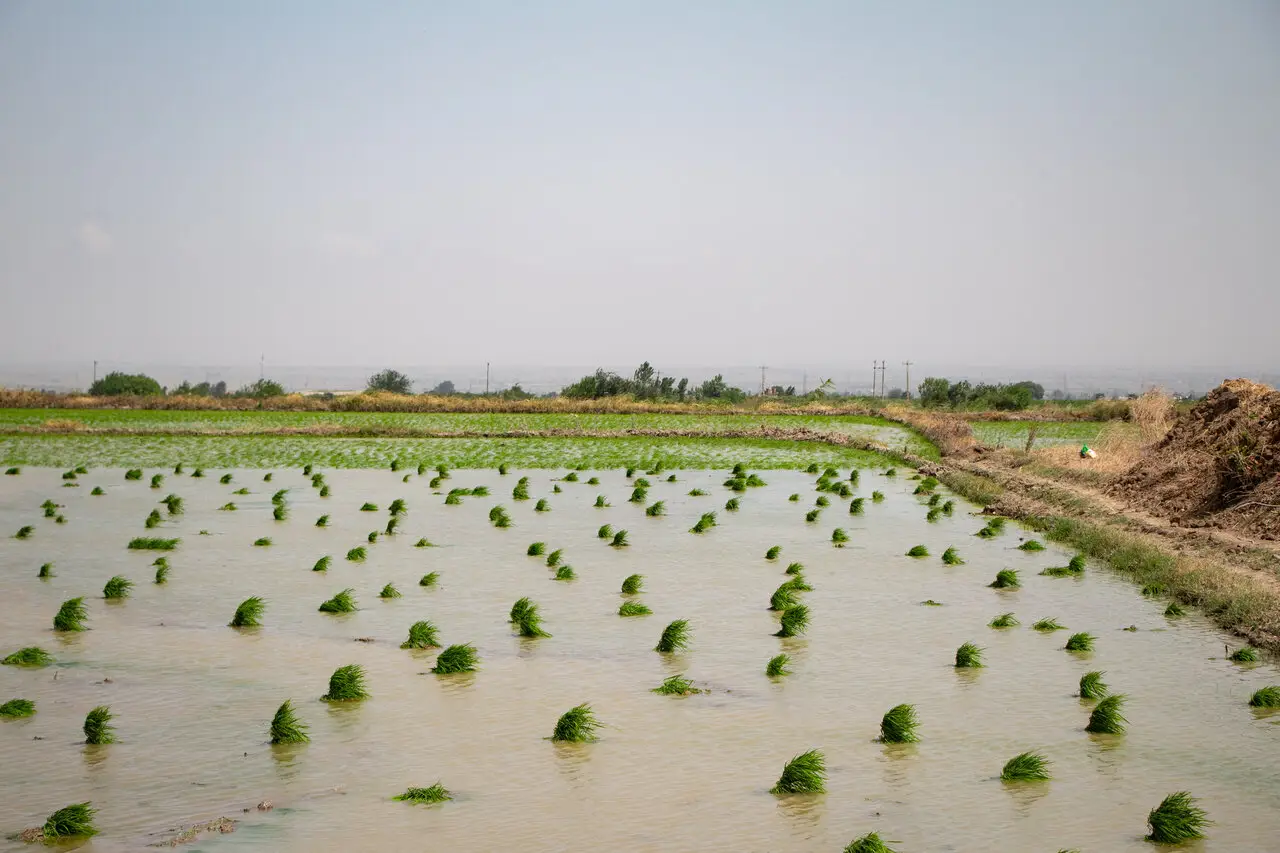 دو راهی بر مسیر توسعه کشاورزی؛ الگوی کشت گلستان، قانون بدون زیرساخت