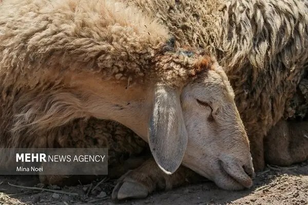 توقیف ۱۴۳ رأس گوسفند بدون مجوز در کاشمر؛ پلیس وارد عمل شد!