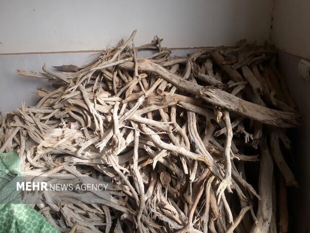 کشف یک تن چوب قاچاق تاغ در میامی