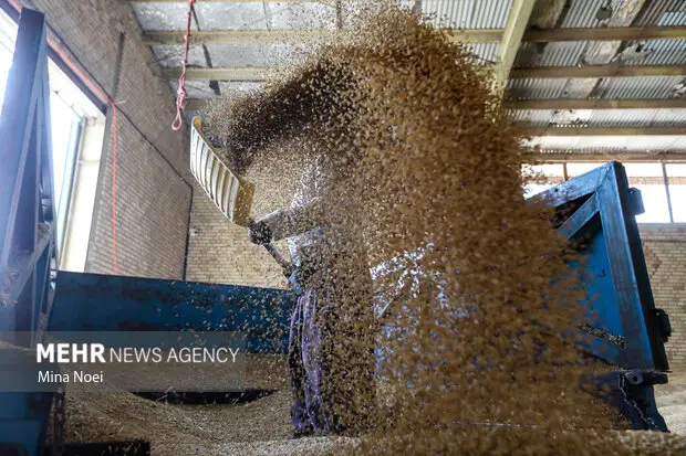 گندمِ ممتاز، نانِ نامرغوب؛ معمای حل نشده سفره ایلام