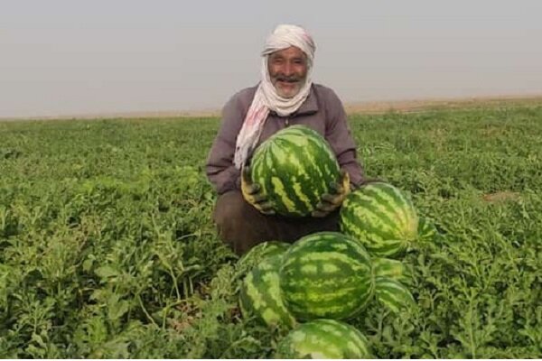 برداشت شگفت‌انگیز هندوانه پاییزه در جاسک؛ راز موفقیت کشاورزان هرمزگان چیست؟