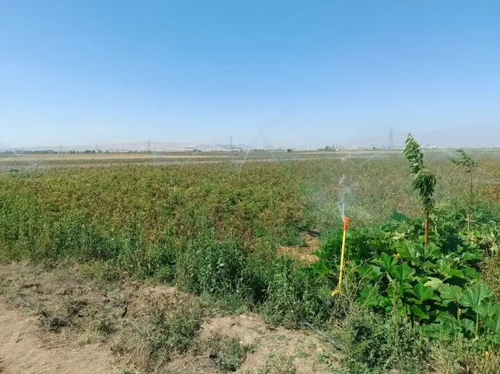 ۴۰ درصد اراضی کشاورزی ایران مجهز به آبیاری نوین است