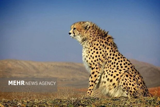 یوزپلنگ نر «هیوا» دوباره در پارک ملی توران شاهرود دیده شد؛ ثبت نادر طبیعت ایران