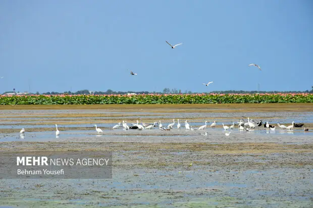 چگونه برنامه توسعه ملل متحد، حقابه تالاب‌های مرزی را زنده نگه می‌دارد؟