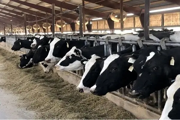 امام جمعه کاکی فاش کرد: چرا دامداران زیر فشار بی‌عدالتی در توزیع نهاده‌ها مانده‌اند؟