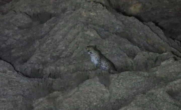 شکار لحظه‌های نادر پلنگ ایرانی ماده با سه توله در دل طبیعت!