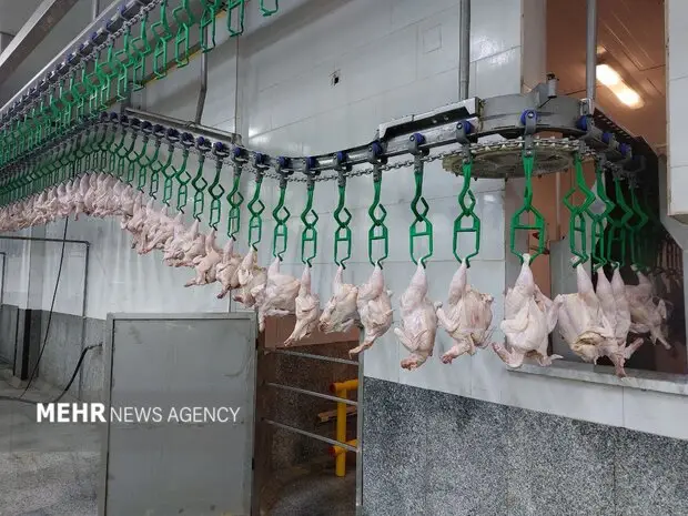قیمت گوشت مرغ به ۱۶۸ هزار تومان رسید؛ شوک به سفره مردم در بازار کالاهای اساسی