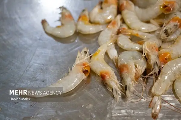 تلاش بی‌وقفه برای جهش تولید میگوی پرورشی در سال ۱۴۰۵ کلید خورد!