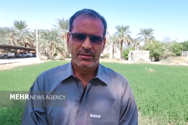 برداشت تاریخی چین سوم حنا در دلگان؛ رکوردی که کشاورزان را شگفت‌زده کرد!