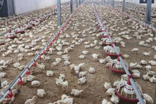 تداوم چشمگیر جوجه‌ریزی در مرغداری‌های قزوین؛ راز پایداری تولید گوشت مرغ در شرایط سخت