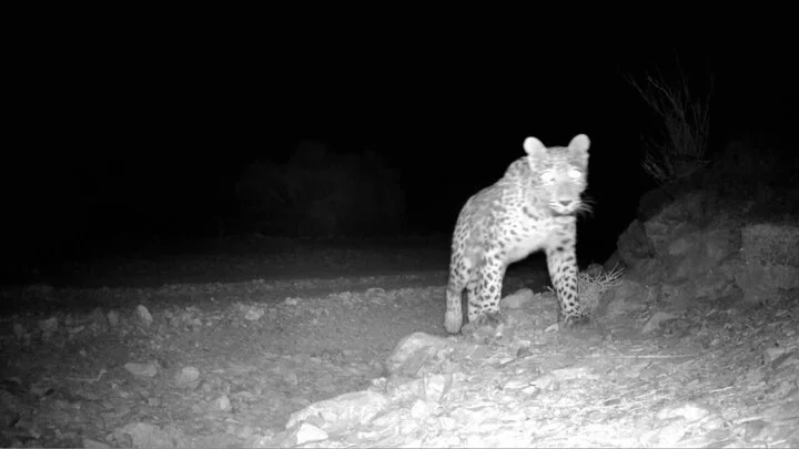 شکار نادر پلنگ در دل زیستگاه طرزه دامغان؛ نشانه‌ای از حیات وحش زنده و پویا