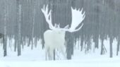 شکار لحظه‌ای گوزن سفید آلبینو با شاخ‌های تاج‌مانند در جنگل‌های شمال آمریکا!