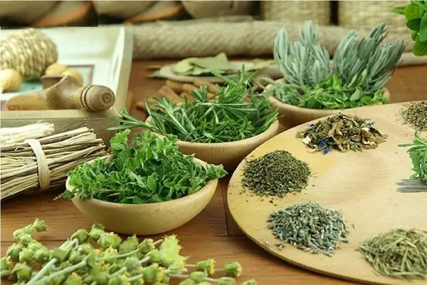 رکوردشکنی هرمزگان در تولید گیاهان دارویی؛ ۹ هزار تن برداشت در سال جاری!