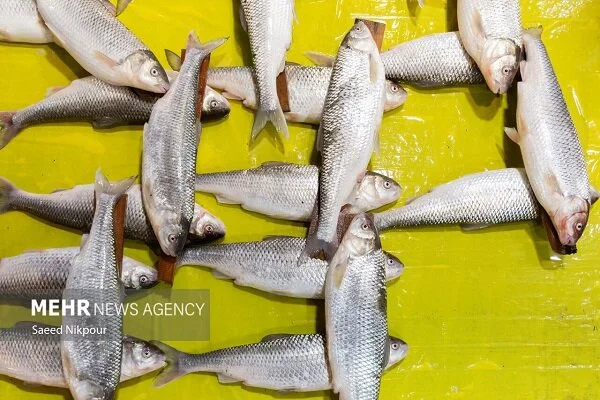 توقیف خودروی حامل ۱۷۰۰ کیلو ماهی قاچاق در میناب؛ ماموران چگونه موفق شدند؟