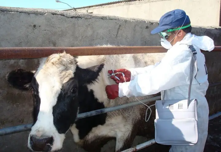 پایش دقیق دام‌ها؛ سپر محکم امنیت غذایی خوزستان در برابر تهدیدات بیماری‌ها