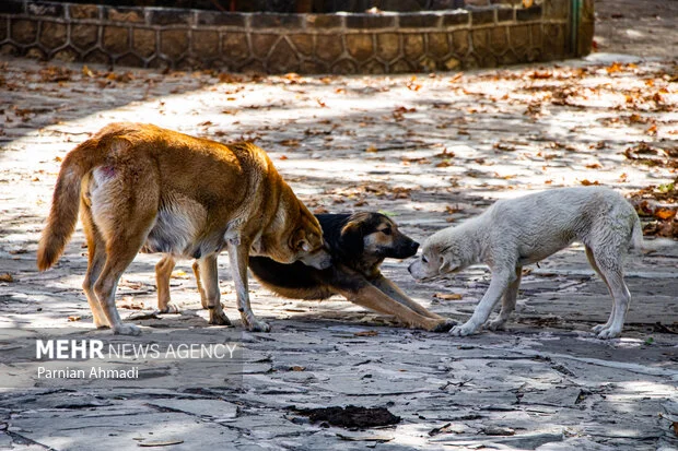 هشدار جدی درباره سگ‌های بلاصاحب چالوس؛ ساماندهی فوری در راه است!