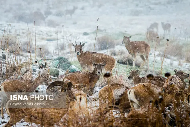 هشدار جدی درباره نزدیک شدن حیات‌وحش به حاشیه شهرها در سرمای زمستانی