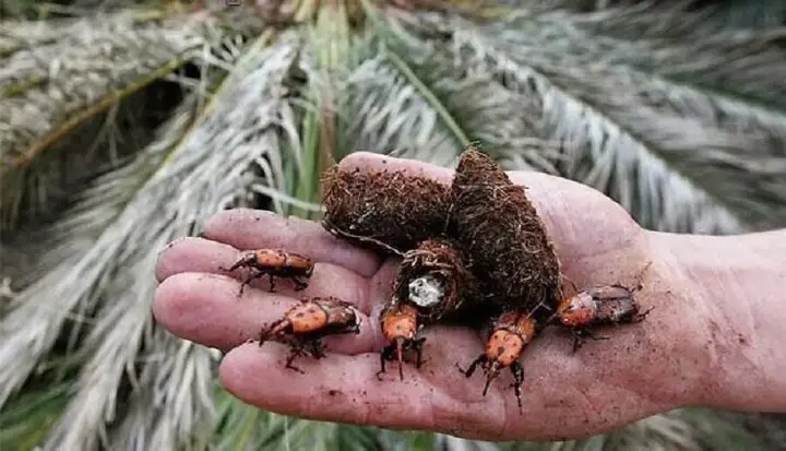 هشدار طیبی: پاجوش‌های خرما چگونه سوسک سرخرطومی را به نخلستان‌های فهرج می‌آورد؟