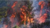 پدیده آتش‌سوزی در جنگل‌های کشور به یک بحران ساختاری تبدیل شده است