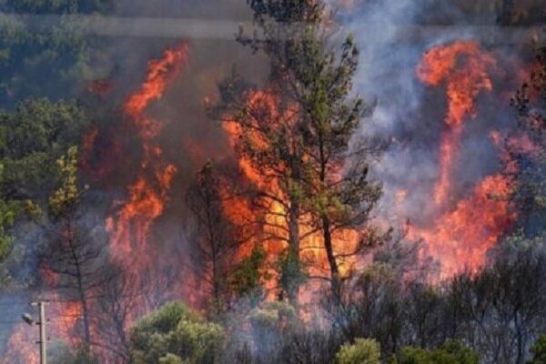 آتش‌سوزی گسترده در جنگل‌های کلاله؛ تلاش نفس‌گیر نیروهای منابع طبیعی برای مهار شعله‌ها
